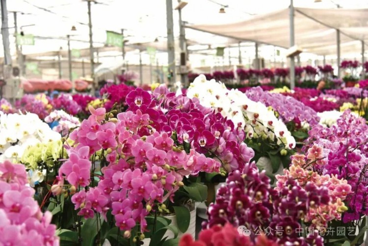 首衡国际花都描绘北方花卉产业新版图 | 动态(图9) 首衡国际花都描绘北方花卉产业新版图 | 动态(图9)