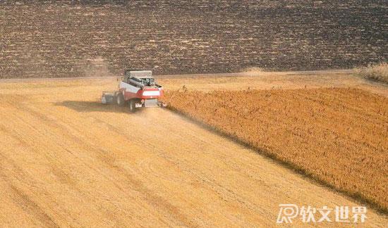 青麦收割事件解析：农民有权选择割青麦作饲料吗？