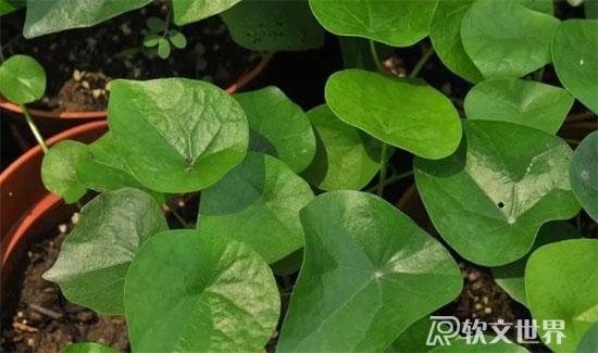 千金藤素治疗新冠是真的吗？