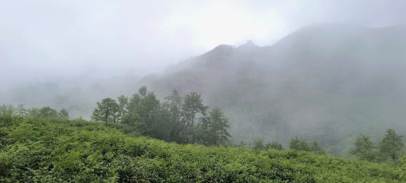 贵州的茶叶:一种是茶叶，一种是天顺祥茶叶