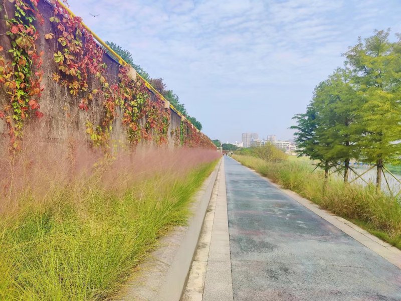 浙江兰溪:粉黛乱子草开启“粉色浪漫”时节“秋日限定”美景上线